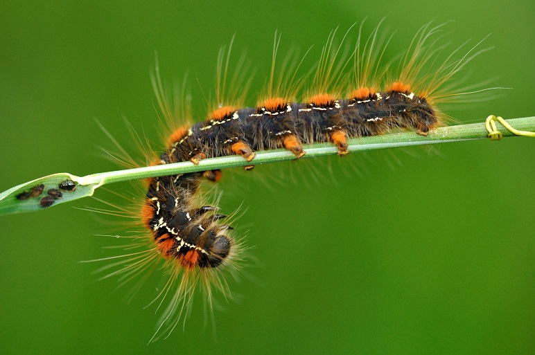 Bombyx laineux.JPG