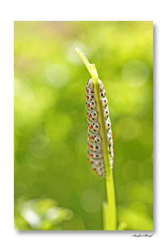 chenille-nat-im.jpg