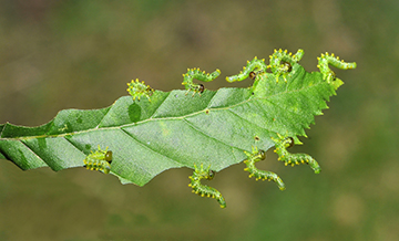 INSECTES_000011.jpg