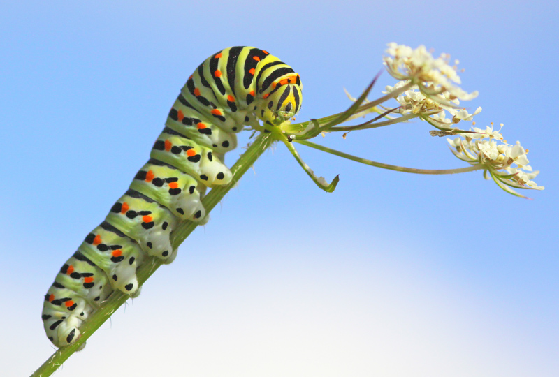 chenille machaon site.jpg