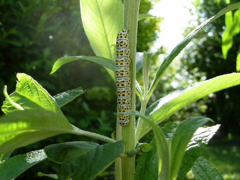 CHENILLE DU GAZE.JPG