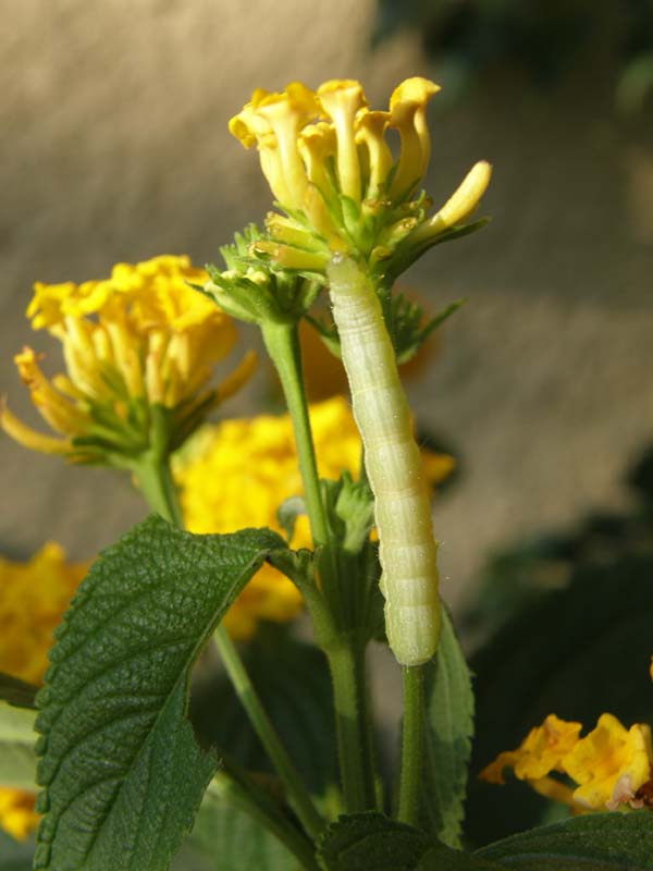 Chenille camouflage.JPG