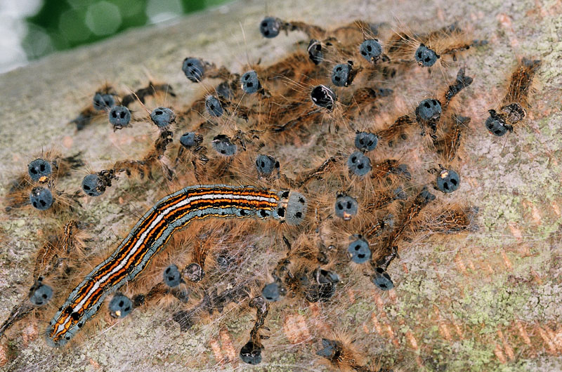 Chenilles_Bombyx a bagues_02.jpg