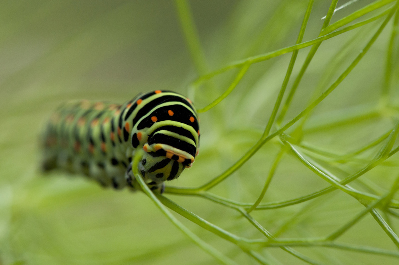 Machaon.jpg