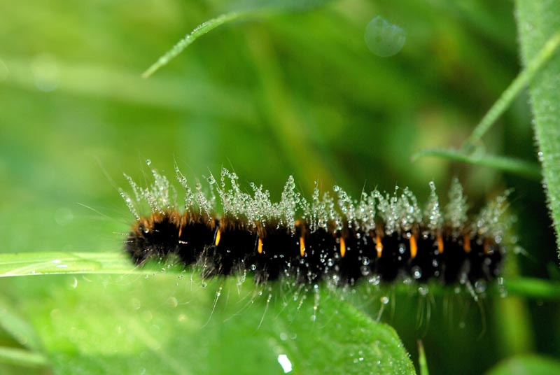 chenille.n3.jpg