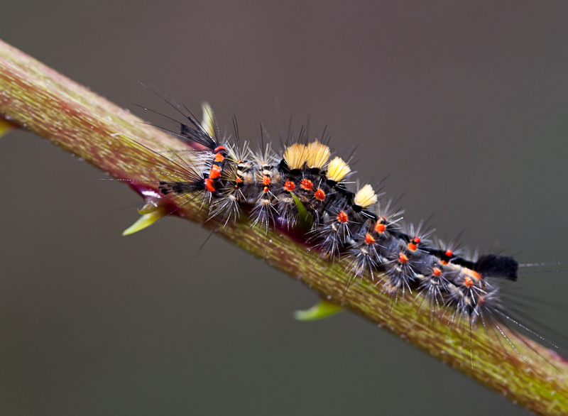 Chenille Orgyia 2.jpg