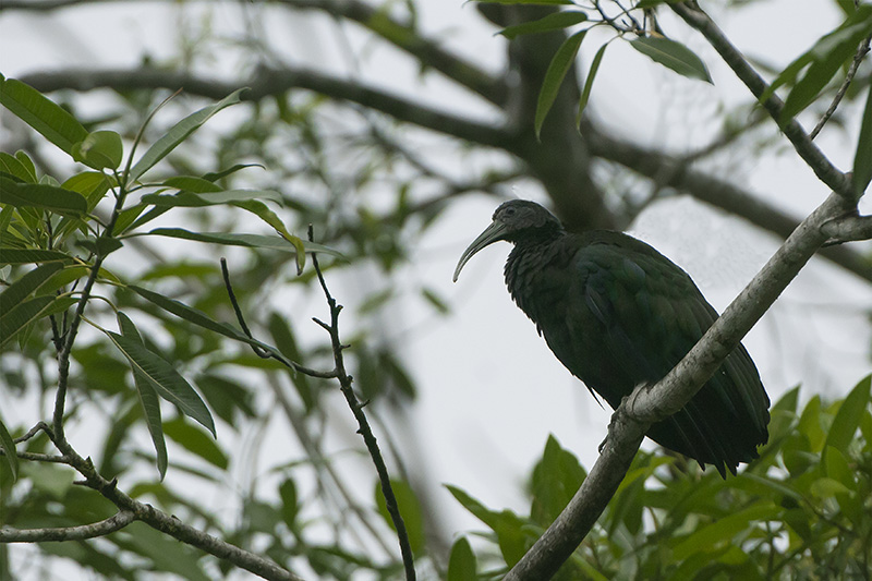 20-Ibis vert.jpg