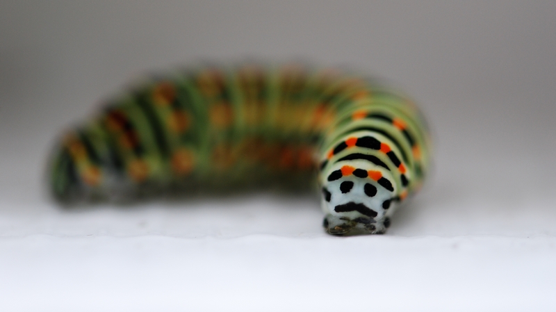 DSC_0032.JPG
