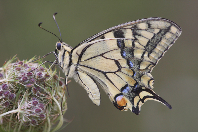 Machaon.JPG