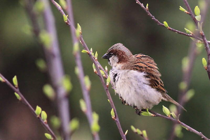 Moineau au toilettage cp3.jpg