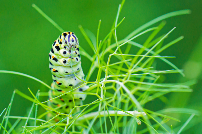 machaon-aneth.jpg