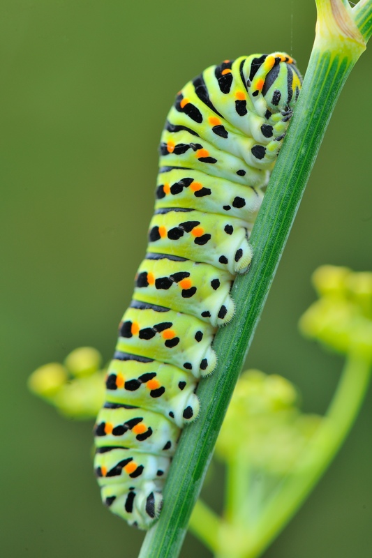 Machaon 01.jpg
