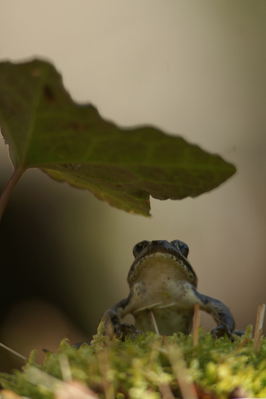 grenouille1©alexandre-roubalay.jpg