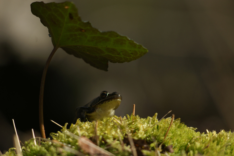 grenouille3©alexandre-roubalay.jpg