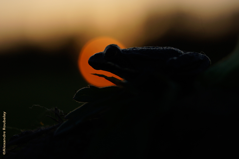 grenouille-contre-jour©Alexandre-Roubalay.jpg