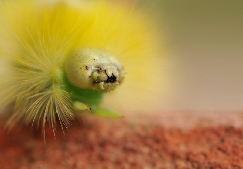 Chenille3.JPG