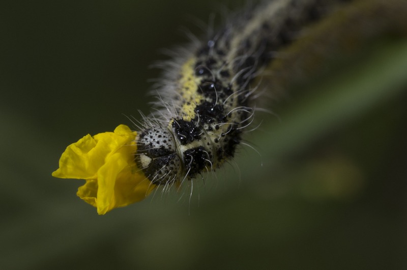 chenille papillon lepidoptere.jpg