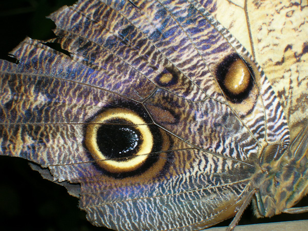 Oeil.jpg