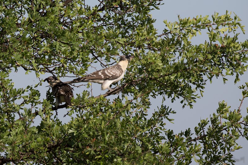14042014-ED8A5817 (Copier).JPG