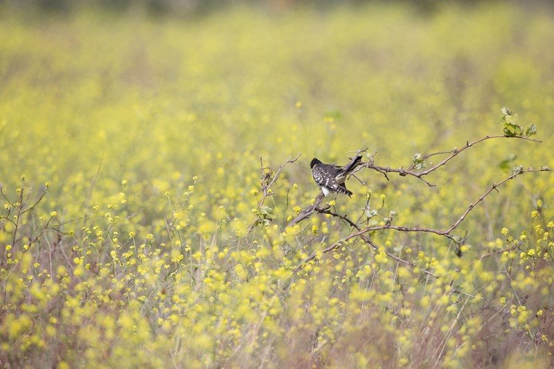 07042014-ED8A5210 (Copier).JPG