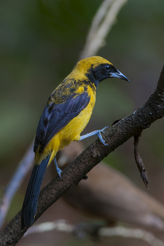 51-Oriole monacal.jpg