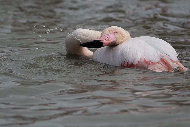 flamant bain.jpg