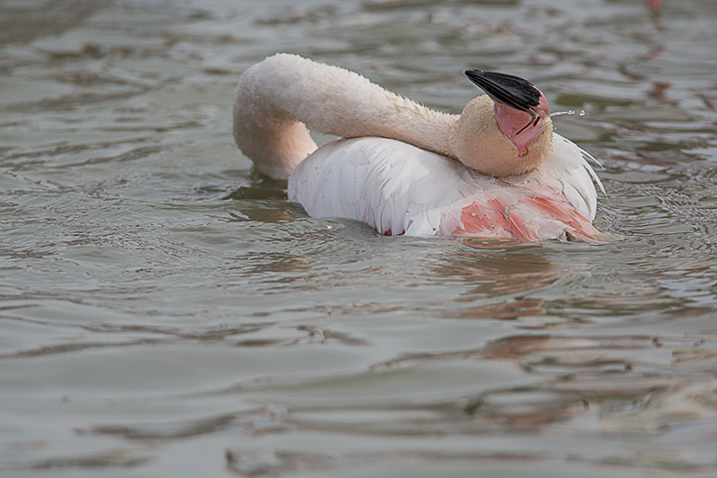 flamant bain 2.jpg
