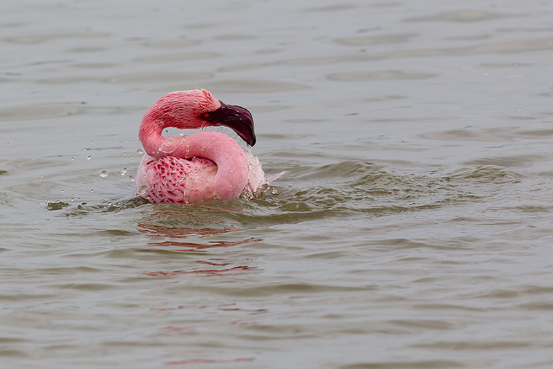 Flamant nain - PHOENICOPTÉRIDÉS - (Phoenicopterus minor) _ Pont De Gau _ 061.jpg