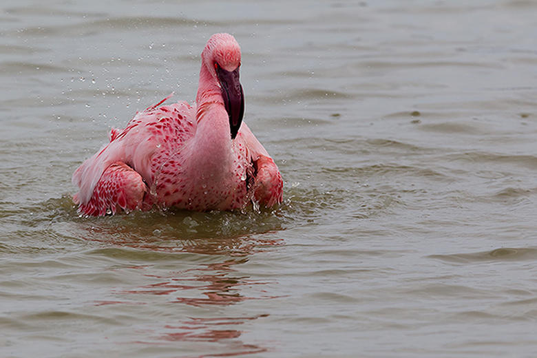 Flamant nain - PHOENICOPTÉRIDÉS - (Phoenicopterus minor) _ Pont De Gau _ 096.jpg