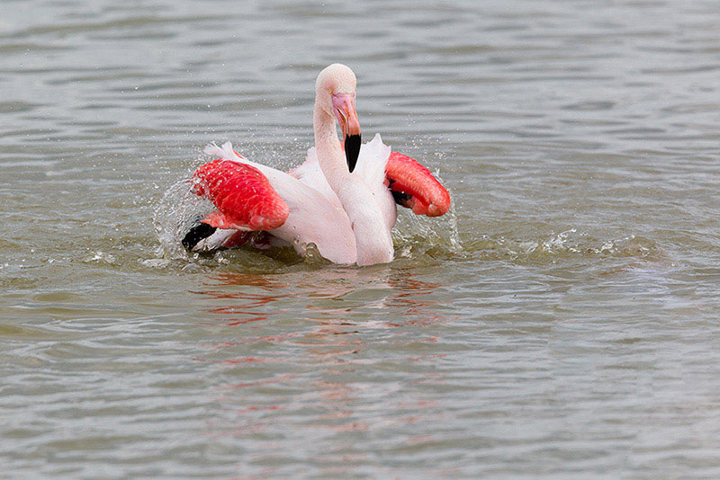 Flamant rose - PHOENICOPTÉRIDÉS - (Phoenicopterus roseus) _ Pont De Gau _ 289.jpg