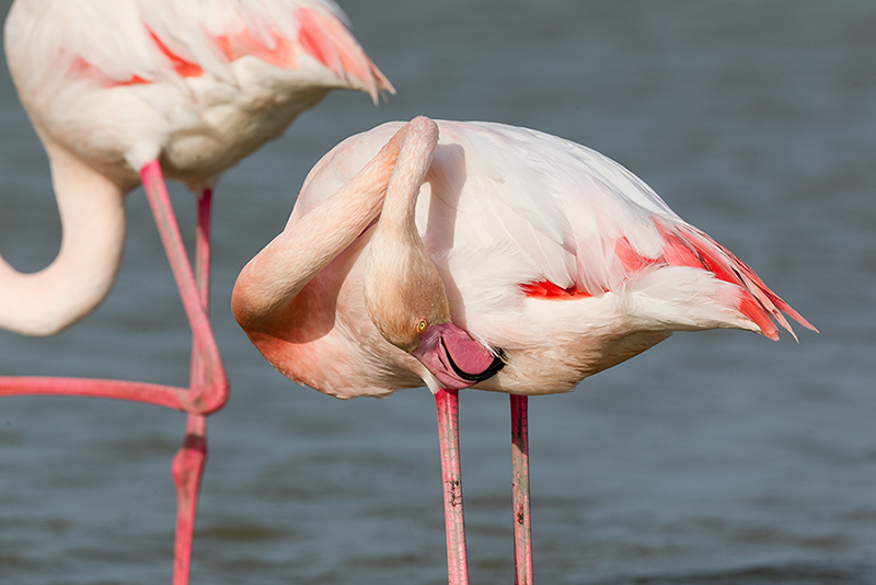 Flamant rose - PHOENICOPTÉRIDÉS - (Phoenicopterus roseus) _ Pont De Gau _ 256.jpg