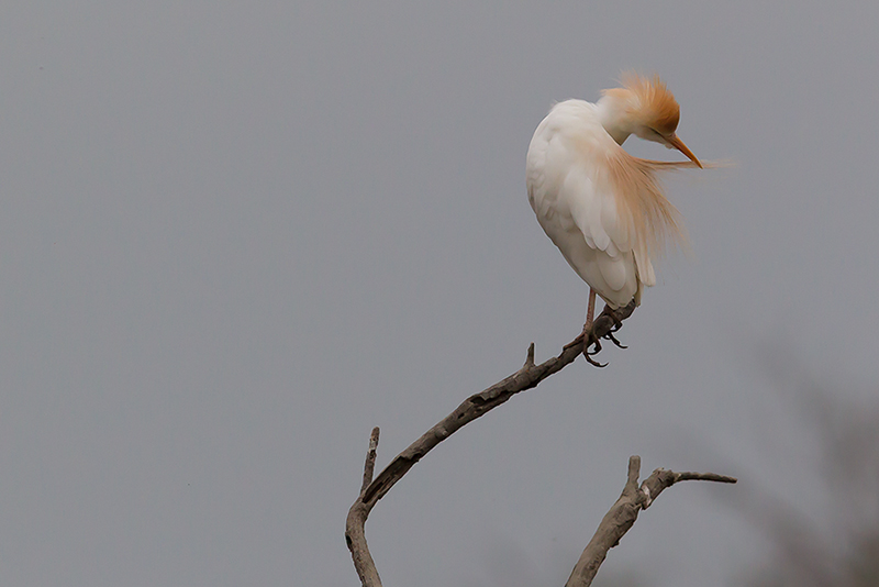 Héron garde-bœufs - ARDEIDES - (Bulbucus ibis) _ Pont De Gau _ 049.jpg