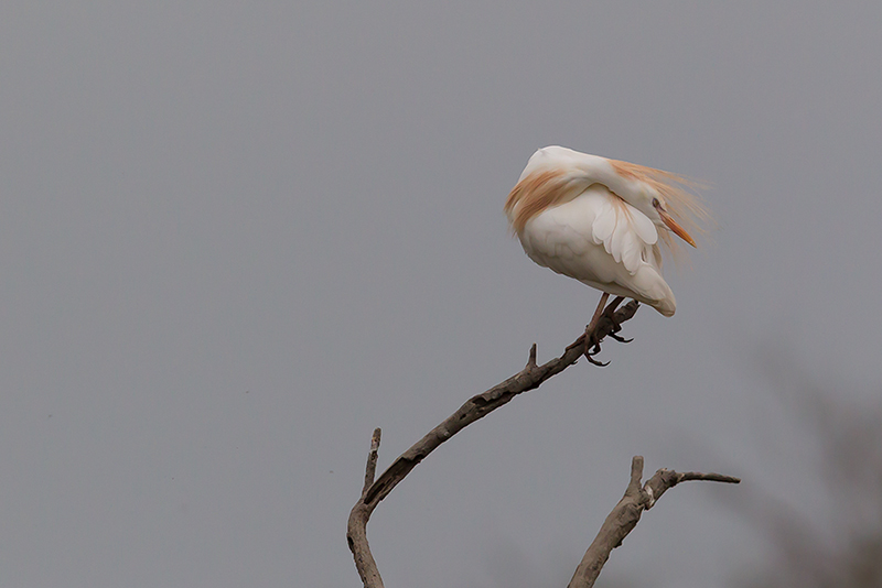 Héron garde-bœufs - ARDEIDES - (Bulbucus ibis) _ Pont De Gau _ 055.jpg