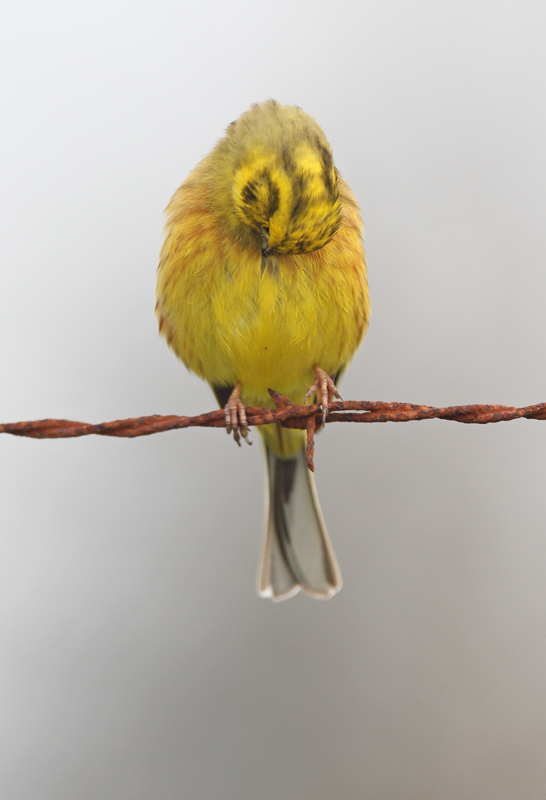 Bruant jaune toilettage.jpg