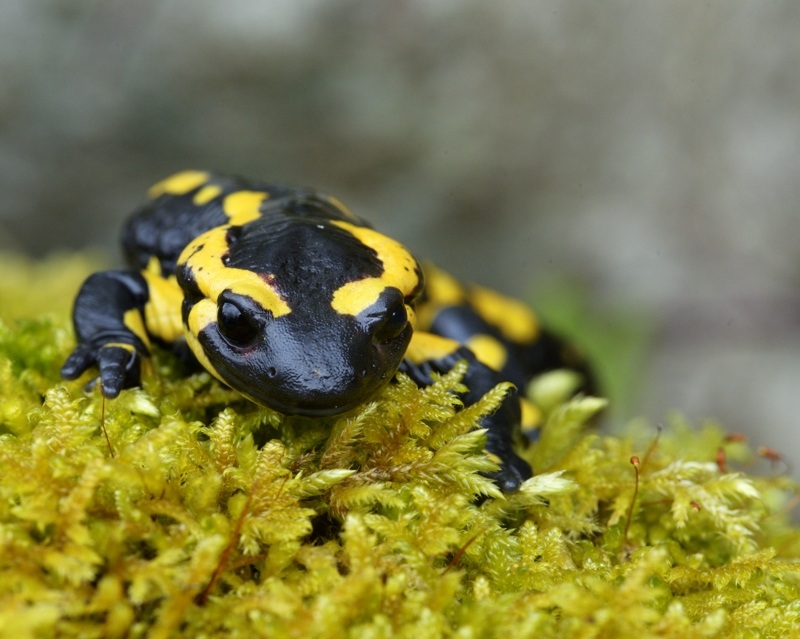 salamandre_27.jpg