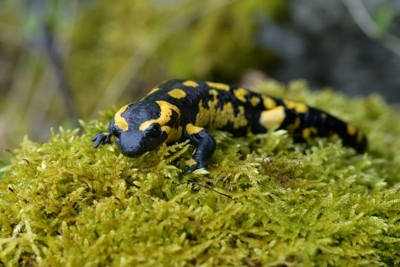 salamandre_28.jpg