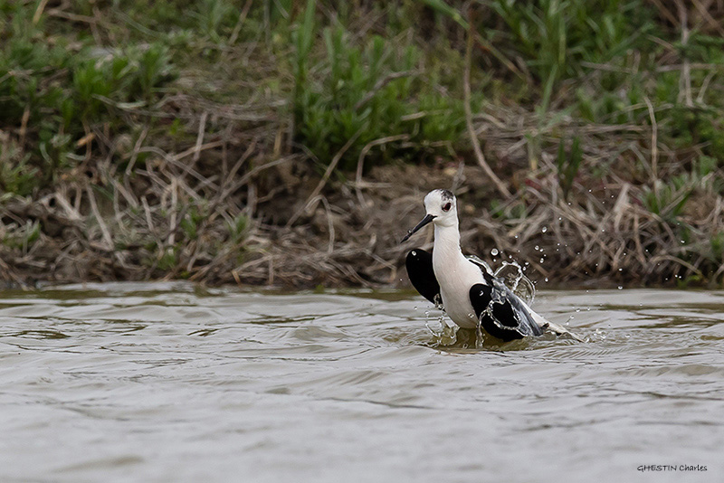 Echasse blanche - RECURVIROSTRIDES - (Himantopus himantopus) _ Pont De Gau _ 105.jpg