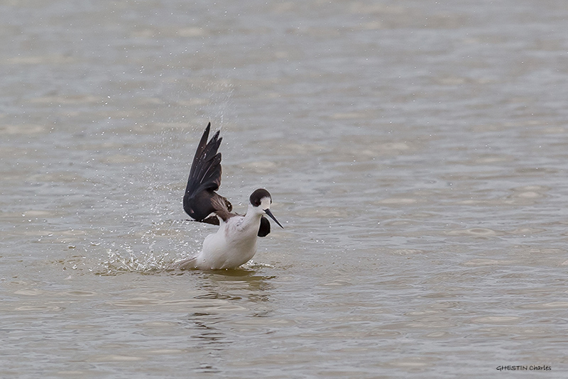 Echasse blanche - RECURVIROSTRIDES - (Himantopus himantopus) _ Pont De Gau _ 188.jpg