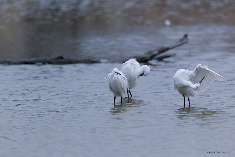 Aigrette garzette - ARDEIDES - (Egretta garzetta) _ Pont De Gau _ 011.jpg
