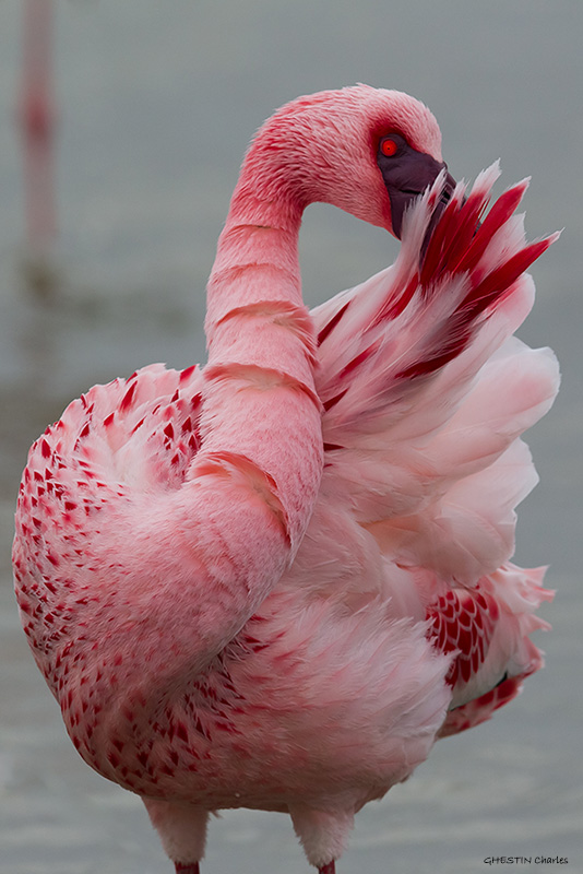 Flamant nain - PHOENICOPTÉRIDÉS - (Phoenicopterus minor) _ Pont De Gau _ 004.jpg