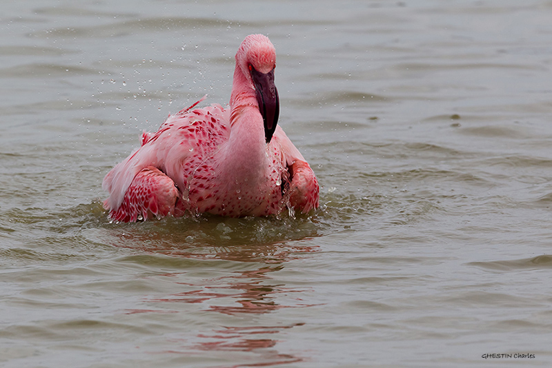 Flamant nain - PHOENICOPTÉRIDÉS - (Phoenicopterus minor) _ Pont De Gau _ 096.jpg