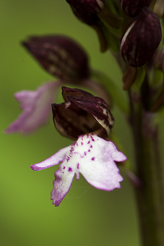 orchis pourpre 2.jpg