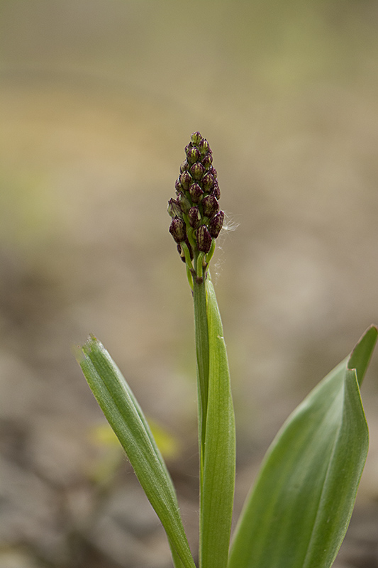 orchis pourpre.jpg
