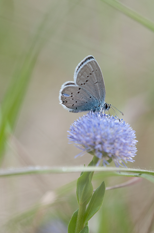 DSC_1955.jpg