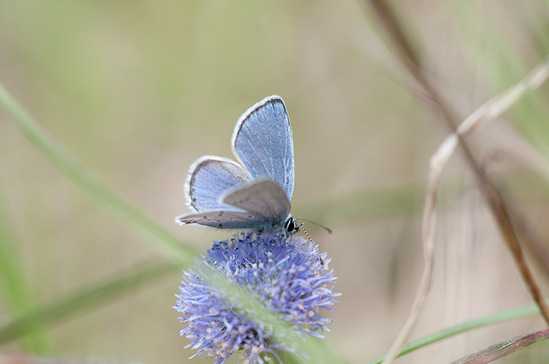 DSC_1958.jpg