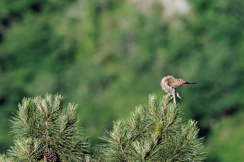 DSC_7899_nature-en-ardeche.jpg