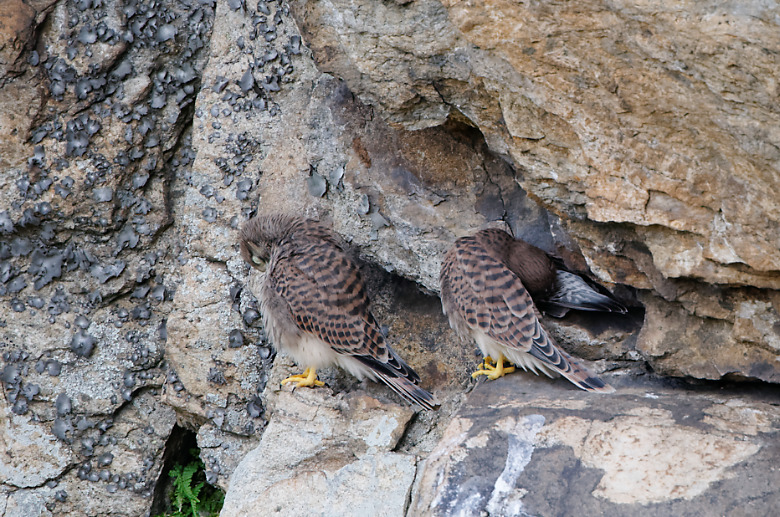 DSC_7936_nature-en-ardeche.jpg