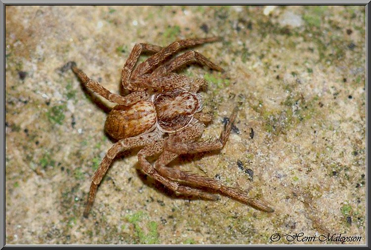 Philodromidae Philodromus dispar par Blavo - 5 mm - vue dorsale.jpg