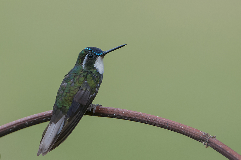 81-Colibri à ventre chatain.jpg