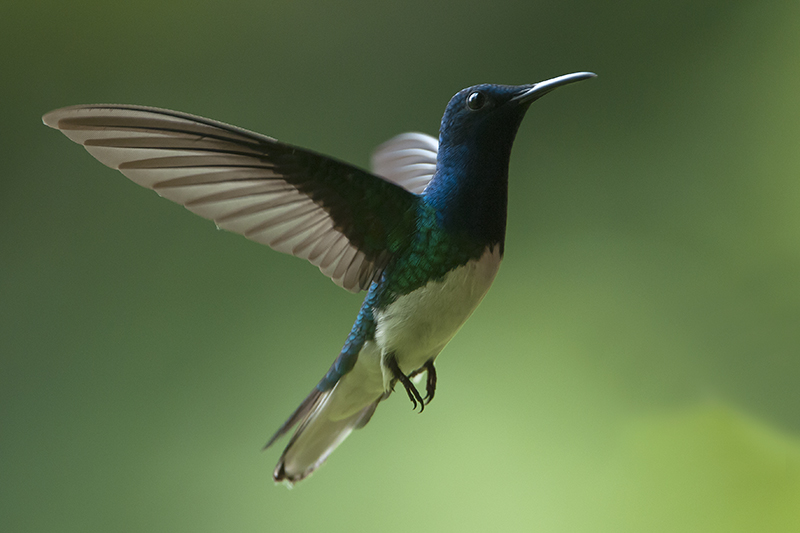83-Colibri jacobin.jpg